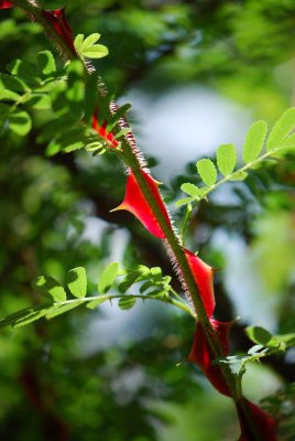 Rosa omeiensis 'Pteracantha' - růže omejská - trny a listy jaro